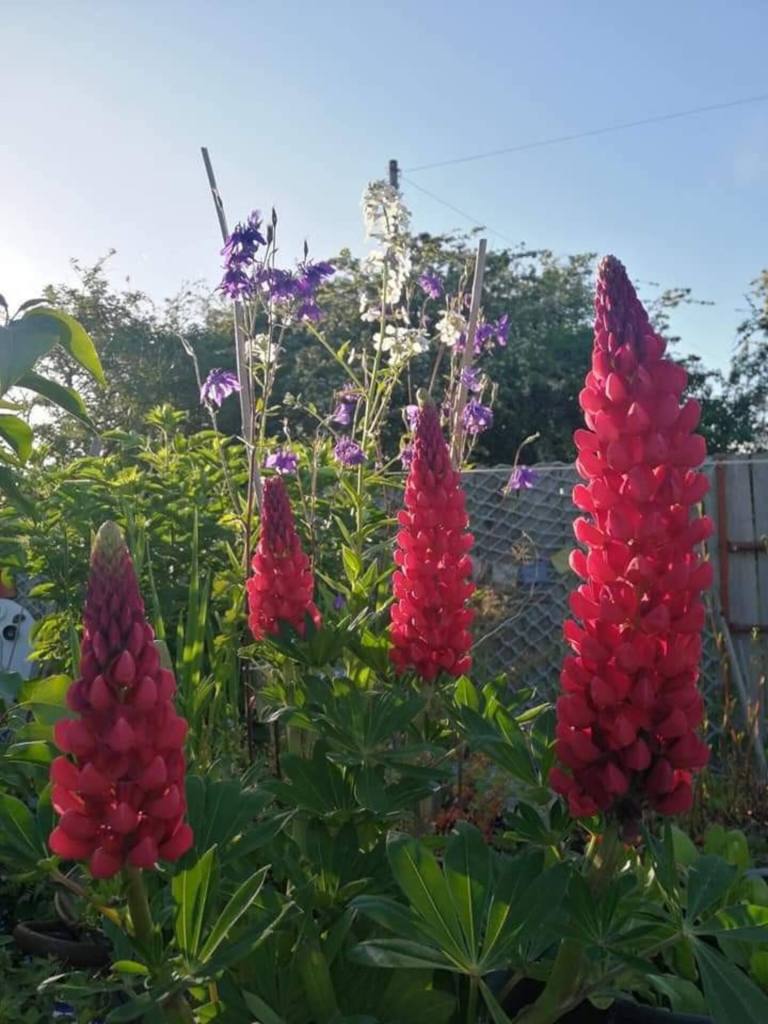 Windy Hill, chalet rental accommodation, Pennard, Gower, Swansea - garden